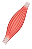 420-4204902_muscle-clipart-picture-illustration-hd-png-download-removebg-preview
